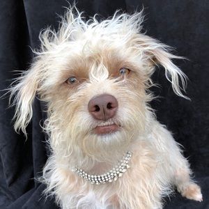 Meet your Posher, Cheryll